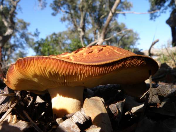 Gymnopilus sapineus - Scaly Rustgill