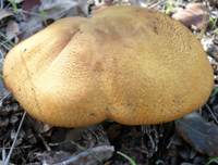 Cap of Gymnopilus sapineus