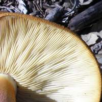 Gills of Gymnopilus sapineus