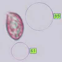 Spores of Hebeloma crustuliniforme, Poisonpie Mushroom