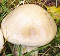 Young cap of Hebeloma sinapizans