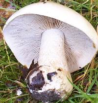 Gills of Hebeloma sinapizans