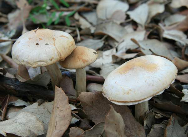 Hebeloma sinapizens, southern Portugal