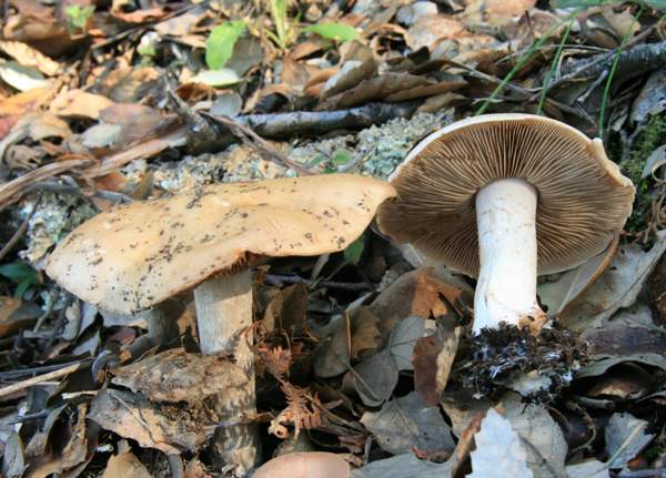 Hebeloma sinapizans, Algarve, Portugal