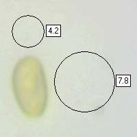 Spores of Hypholoma capnoides