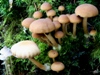 Hypholoma capnoides