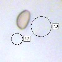 Spores of Hypholoma fasciculare, Sulphur Tuft