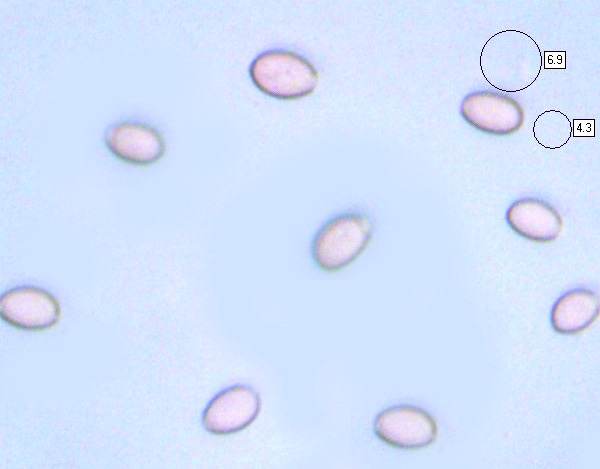 Spores of Hypholoma fasciculare