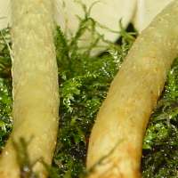 Stems of Hypholoma fasciculare