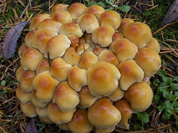 Sulphur Tuft fungi on a conifer root