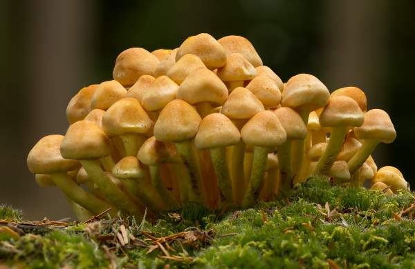 Hypholoma fasciculare - Sulphur Tuft, central France