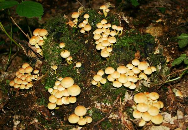 Sulphur Tufts on the remains of old conifer roots