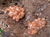 Hypholoma lateritium - Brick Tuft