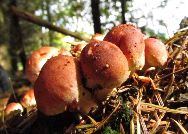 Hypholoma lateritium on rotting stump