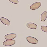 Spores of <em>Hypholoma marginatum</em>