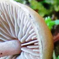 Gills of Hypholoma marginatum