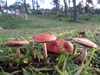 Leratiomyces ceres - Redlead Roundhead