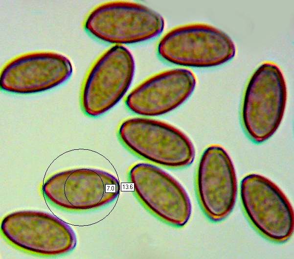 Spores of Leratiomyces squamosus