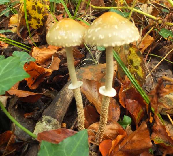 Leratiomyces squamosus - Slender Roundhead, Northwest France