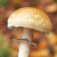 Cap of Leratiomyces squamosus, the Slender Roundhead
