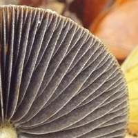 Gills of Leratiomyces squamosus, the Slender Roundhead