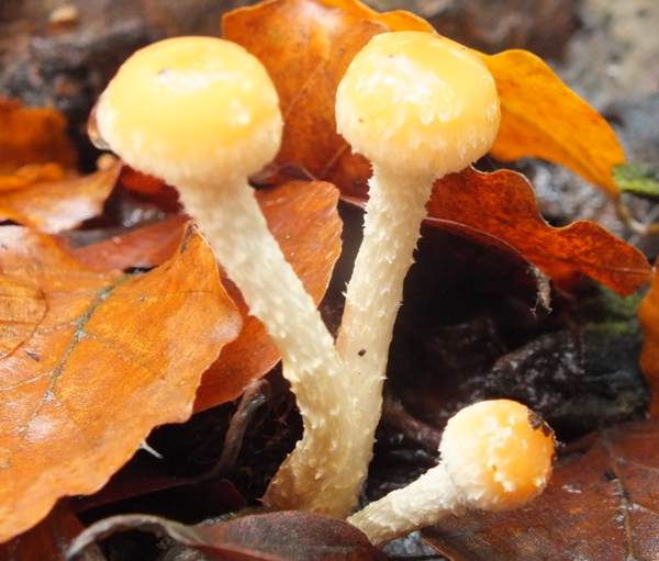 Leratiomyces squamosus, Slender Roundhead, Hesdin, France