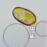 Spores, Meottomyces dissimulans