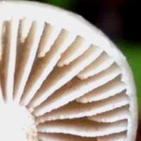 Gills and stem of Meottomyces dissimulans