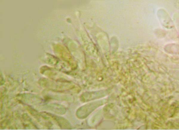 Basidia of Naucoria scolecina
