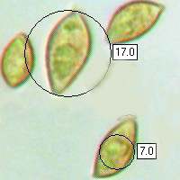 Spores of Naucoria scolecina