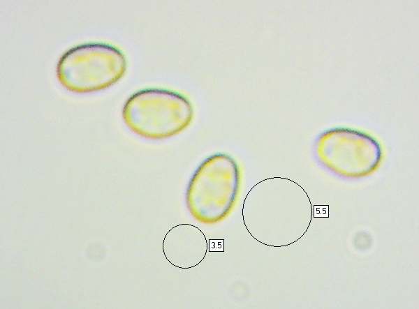 Spores of Pholiota adiposa