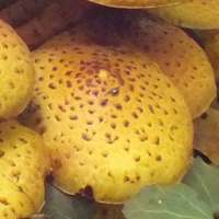 Cap of Pholiota adiposa
