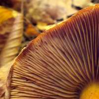 Gills of Pholiota adiposa