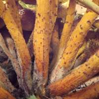 Stem of Pholiota adiposa