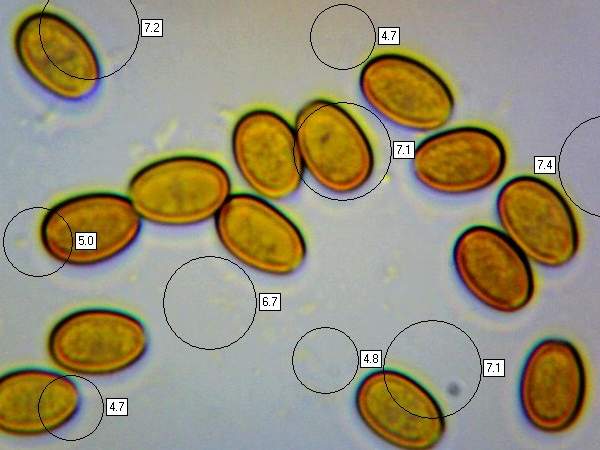 Spores of Pholiota aurivella