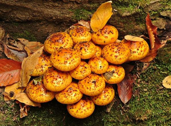 Pholiota aurivella, Golden Scalycap