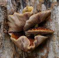 An unusually dark form of Pholiota aurivella