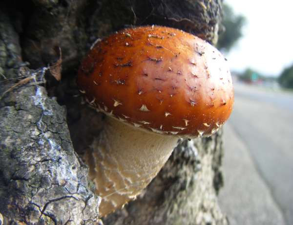 Pholiota aurivella - a fairly dark form