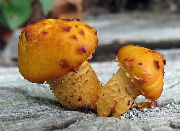 Pholiota aurivella - young specimens