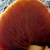 Gills of Pholiota aurivella