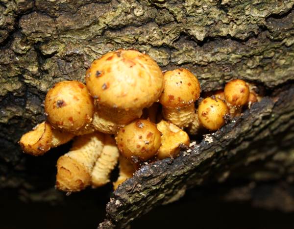 Pholiota aurivella, emerging fruitbodies