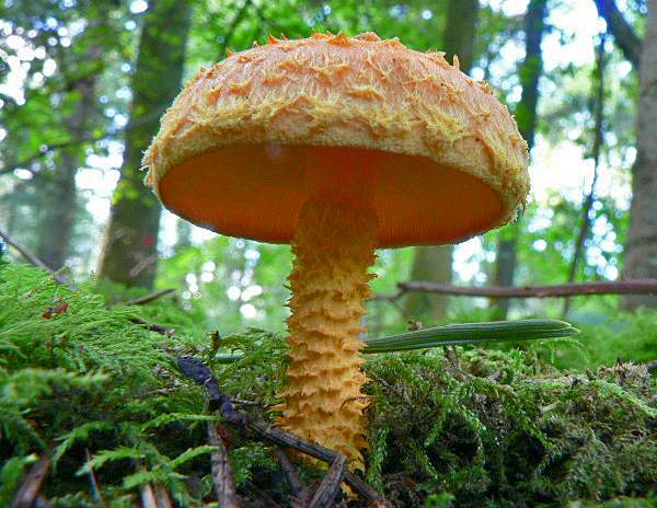 Pholiota flammans - Flaming Scalycap