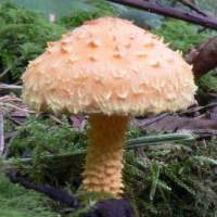 Pholiota flammans - gills and stem