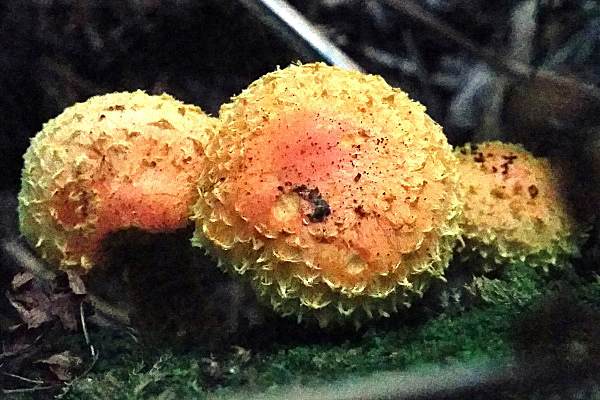 Pholiota flammans, England