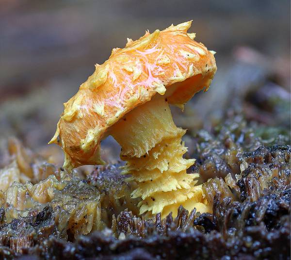 Pholiota flammans, England