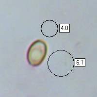 Spore, Phoiota gummosa