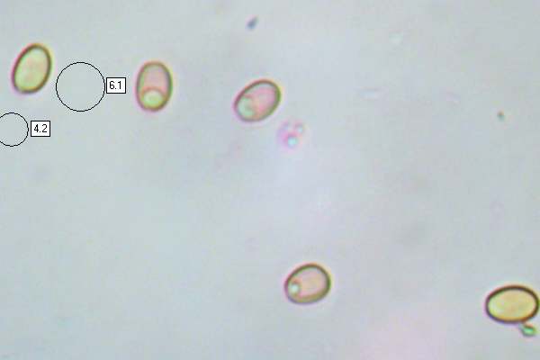 Spores of Pholiota gummosa