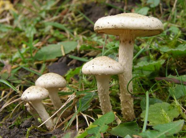 Pholiota gummosa - Sticky Scalycap, Wiltshire, England