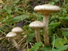 Pholiota gummosa - Sticky Scalycap