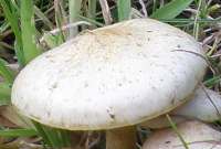 Cap of Pholiota gummosa